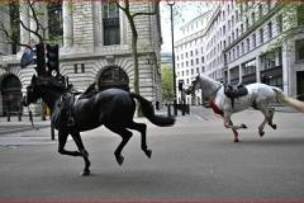 خيول هاربة تابعة للجيش البريطاني أحدثت بلبلة في لندن وأوقعت 4 جرحى!!