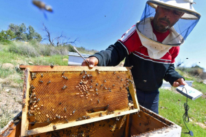 المغرب…النحل يهجر أقدم مزرعة جماعية لتربيته بالعالم!!