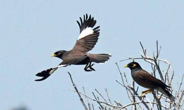 طائر «المَينا» مستوطن هندي يهدّد الدّوري الفلسطيني!!